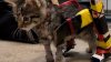 Injured kitten goes viral for his tiny makeshift wheelchair with Hot Wheels cars