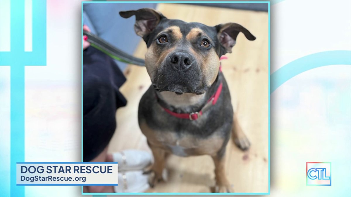 CT Live x Clear the Shelters: Meet Molly