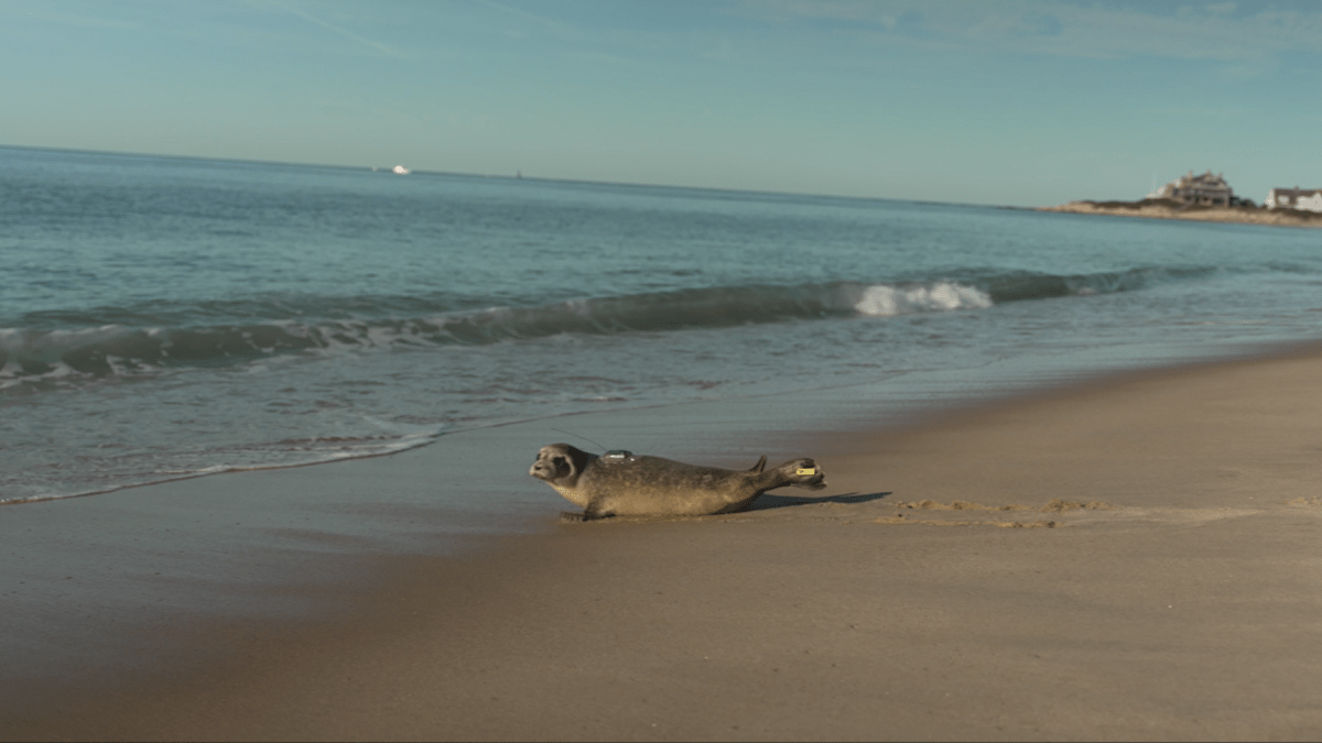 Mystic Aquarium returns young harbor seal to the ocean following rehabilitation