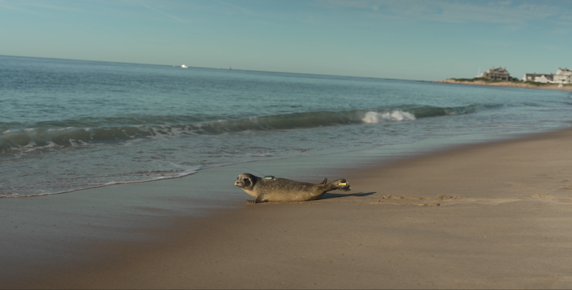 Mystic Aquarium returns young harbor seal to the ocean following rehabilitation