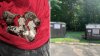 6 newborn puppies found abandoned near trash bin at New Haven condo complex