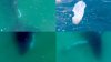 ‘Extremely rare' footage captures humpback whale mom grieving her stillborn calf