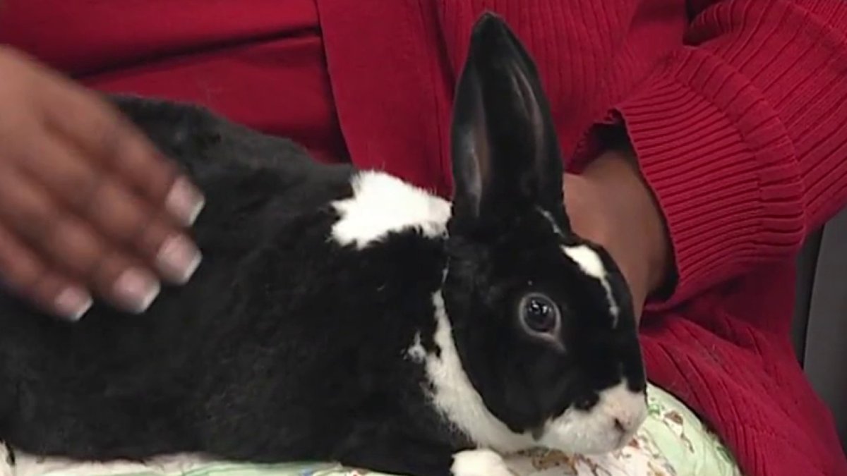 Pet of the Week: Scooter