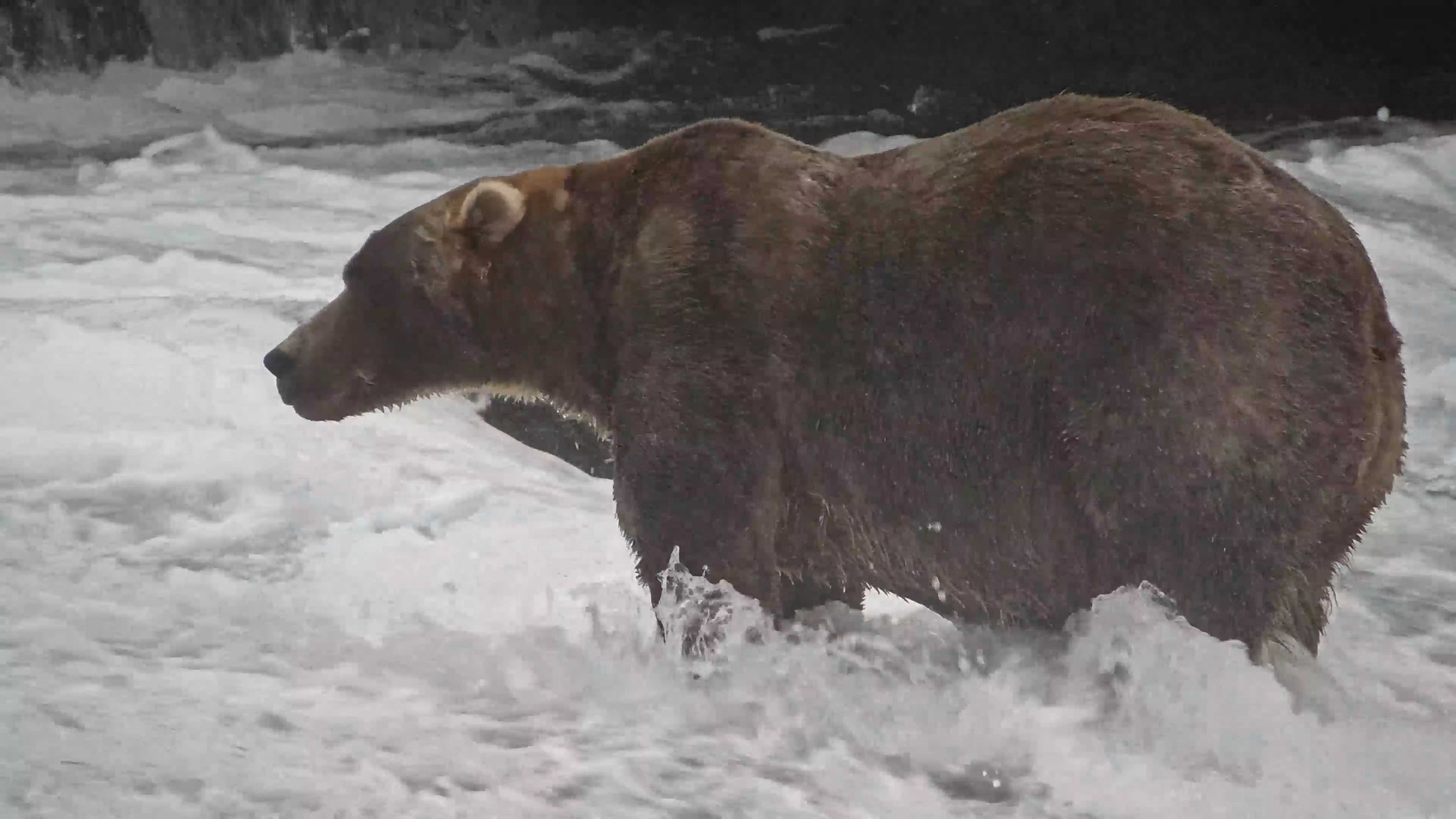 Gentle giant Backpack wins Alaska’s Fat Bear Week – NBC Connecticut