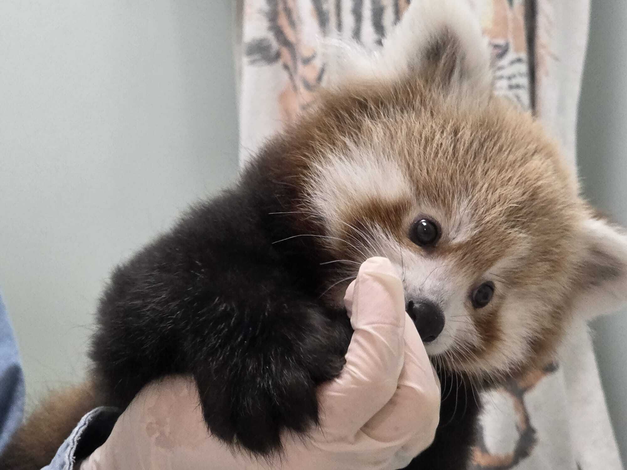 Beardsley Zoo’s first-ever red panda cub has a name: Meet Pabu – NBC ...