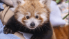 Help name Beardsley Zoo's first baby red panda