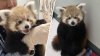Beardsley Zoo's first-ever red panda cub has a name: Meet Pabu