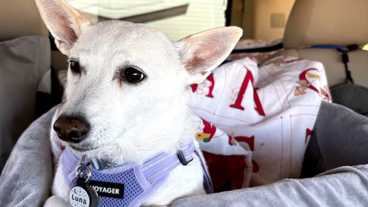 Luna, a small dog missing for over a month in Yellowstone, is reunited with her owners