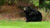 Bear shooting in Granby renews debate over Connecticut regulations