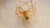 State's first record of venomous Mediterranean recluse spiders found in Wallingford