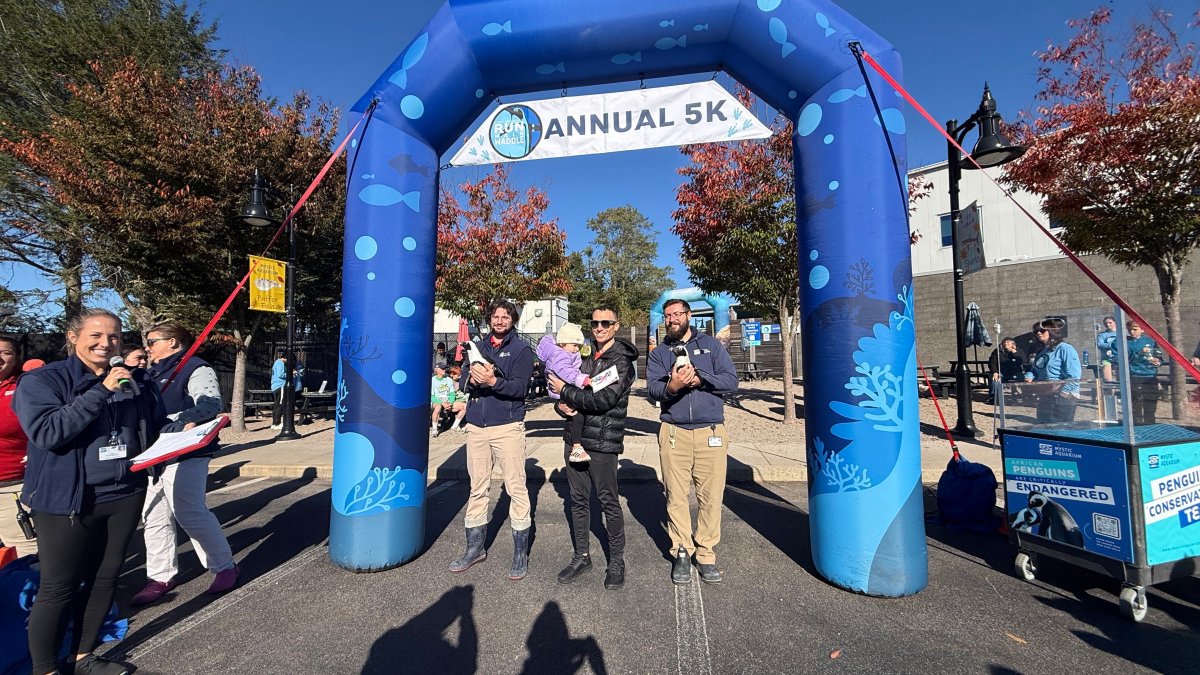 More than 1,000 join Mystic Aquarium’s penguin run