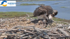 Experts sound alarm over record-low osprey breeding rates on the Connecticut coast