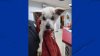 Do you recognize this dog? Senior dog found dumped in state park in Derby