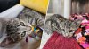 Waterford man adopts kitten he rescued after 120-foot fall from Gold Star Bridge