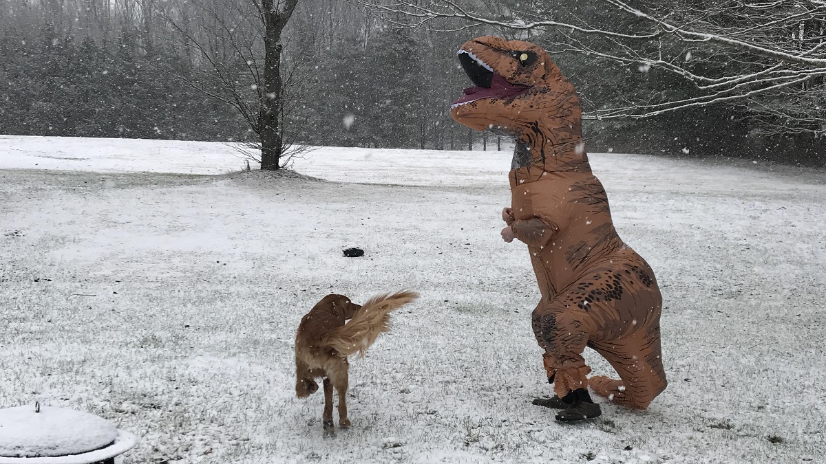 See Your Pets Playing in the Snow Dec. 9