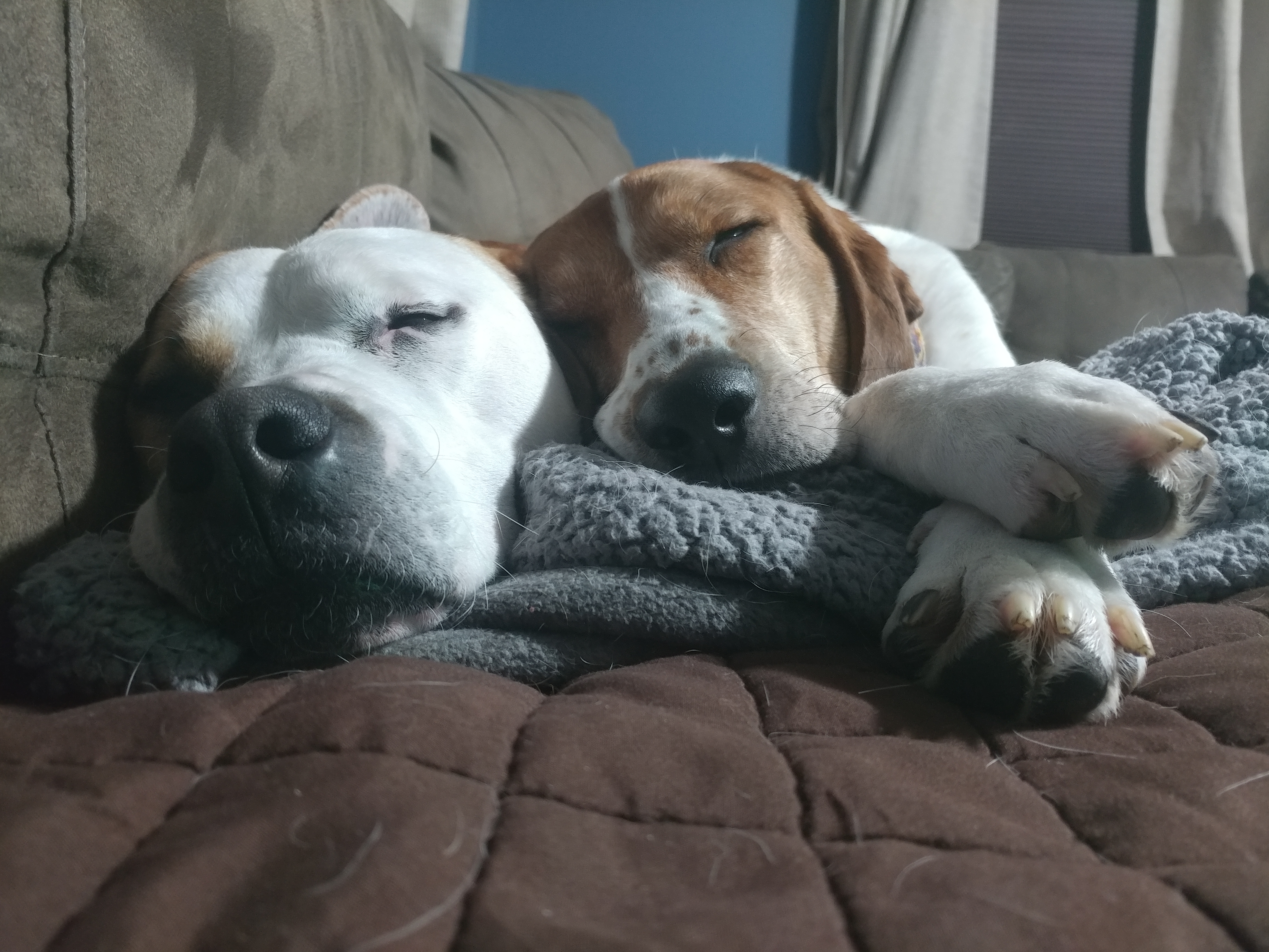 Your National Puppy Day Photos