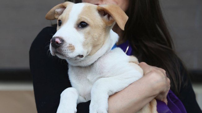 Adopting A Pet What Shelters Want You To Know Nbc Connecticut Adopting A Pet What Shelters Want You To Know