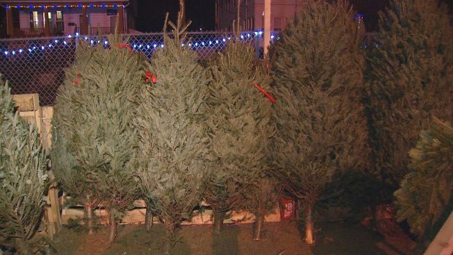 Christmas Trees Stolen From Waterbury School Christmas Trees Stolen From Waterbury School