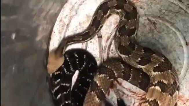 Rattlesnakes Found in Backyard in Glastonbury - NBC Connecticut