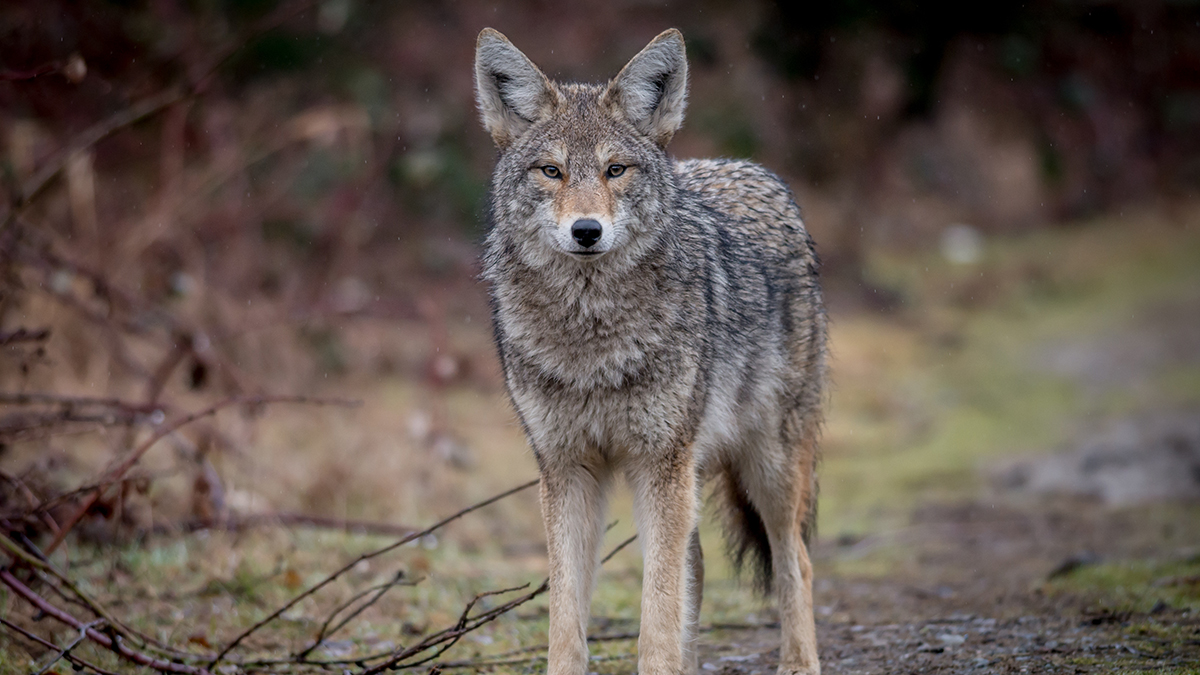 Pack of Coyotes Roaming Columbia Neighborhood: Police