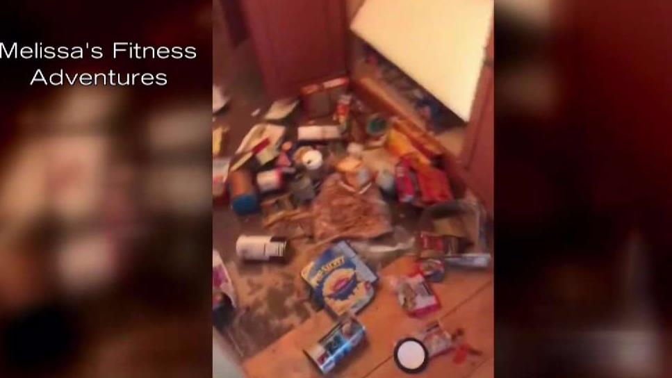 Black Bear Barges Into Bloomfield Home