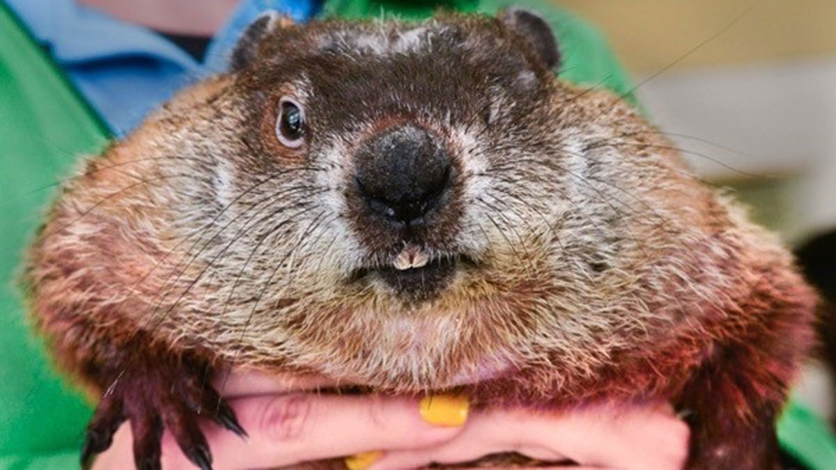 Groundhogs At Odds Over Weather Predictions
