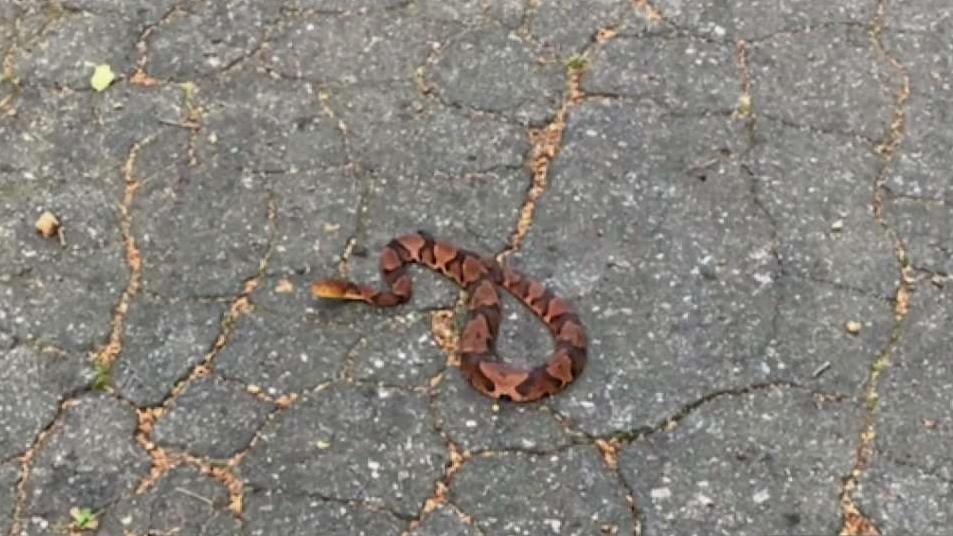 Dog Bitten By Copperhead Snake at West Hartford Reservoir