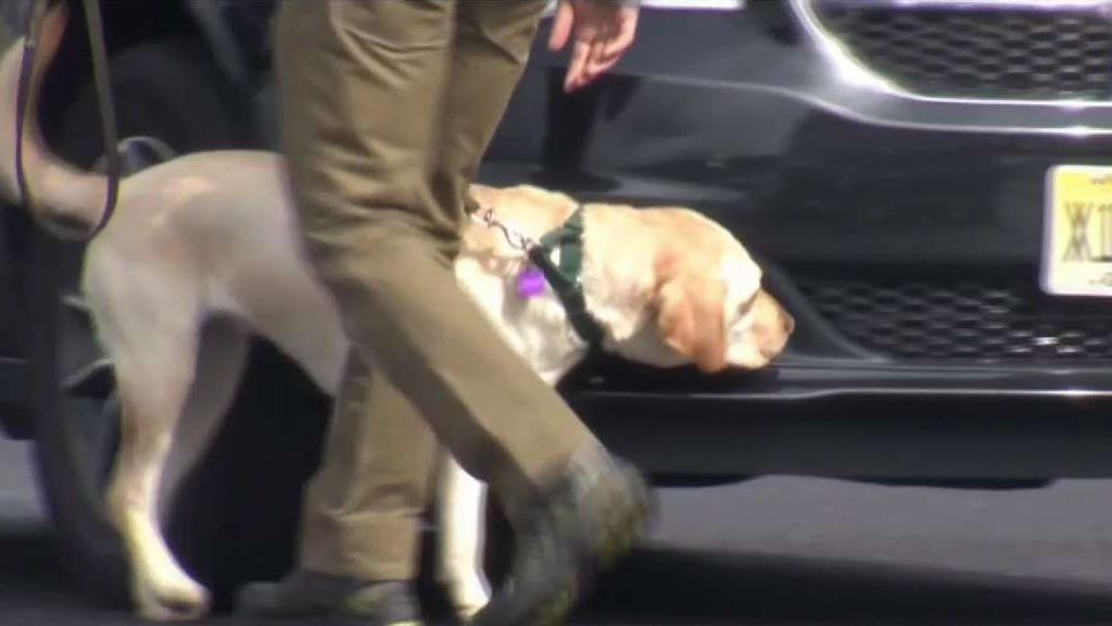 Former Guide Dogs Train to Detect Explosives