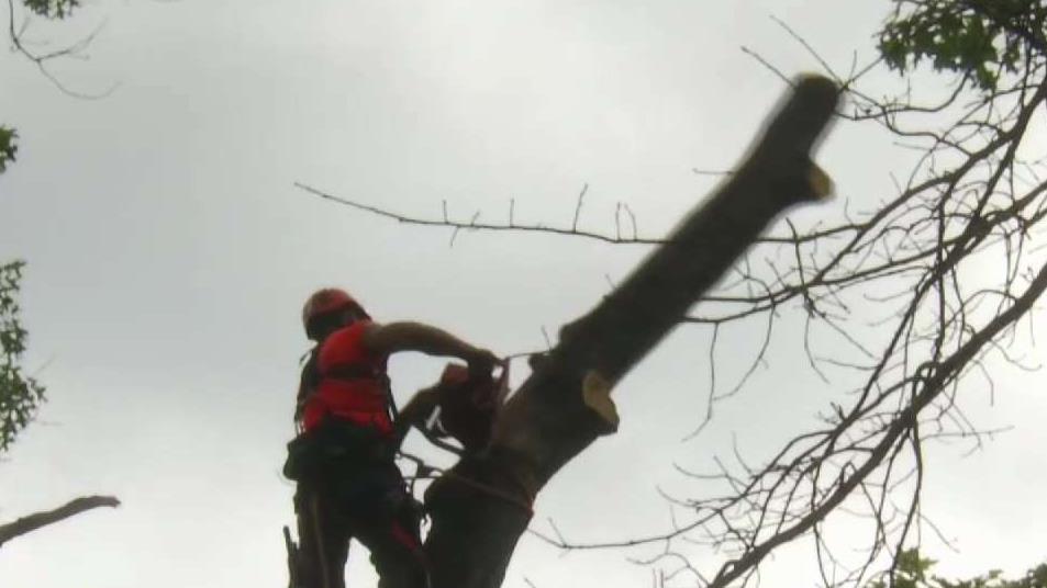 Cash-Strapped Hartford Cut Tree Trimming Crew Years Ago