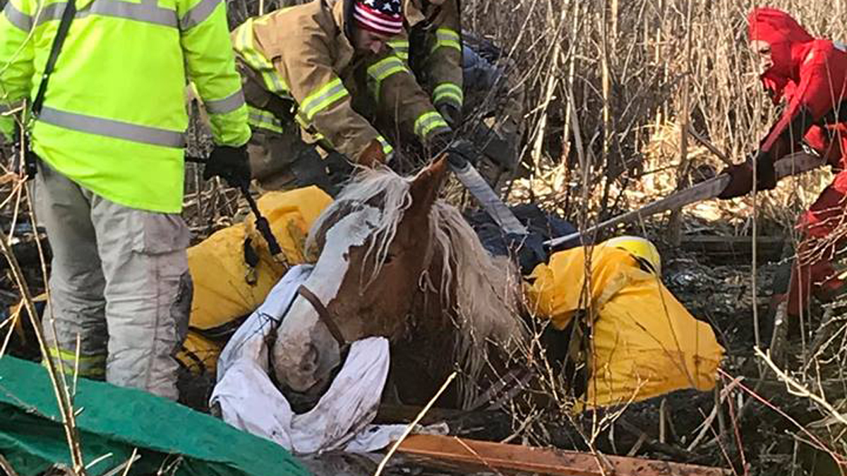 Horse Dies After Becoming Stuck in Mud in Killingly