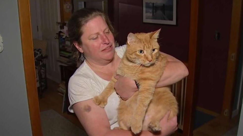 'Disbelief': Family Reunited With Missing Cat After 7 Years