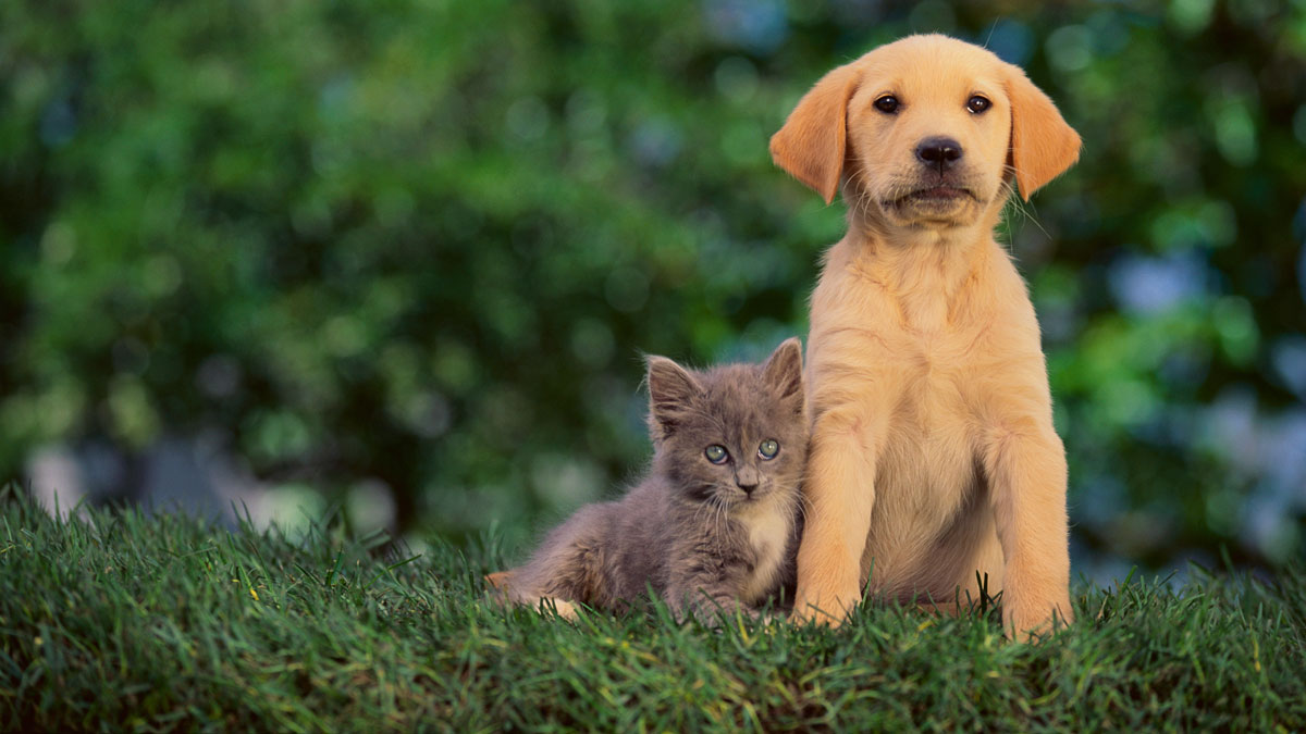 Clear the Shelters: Find Shelter Near You For Aug. 18 Event