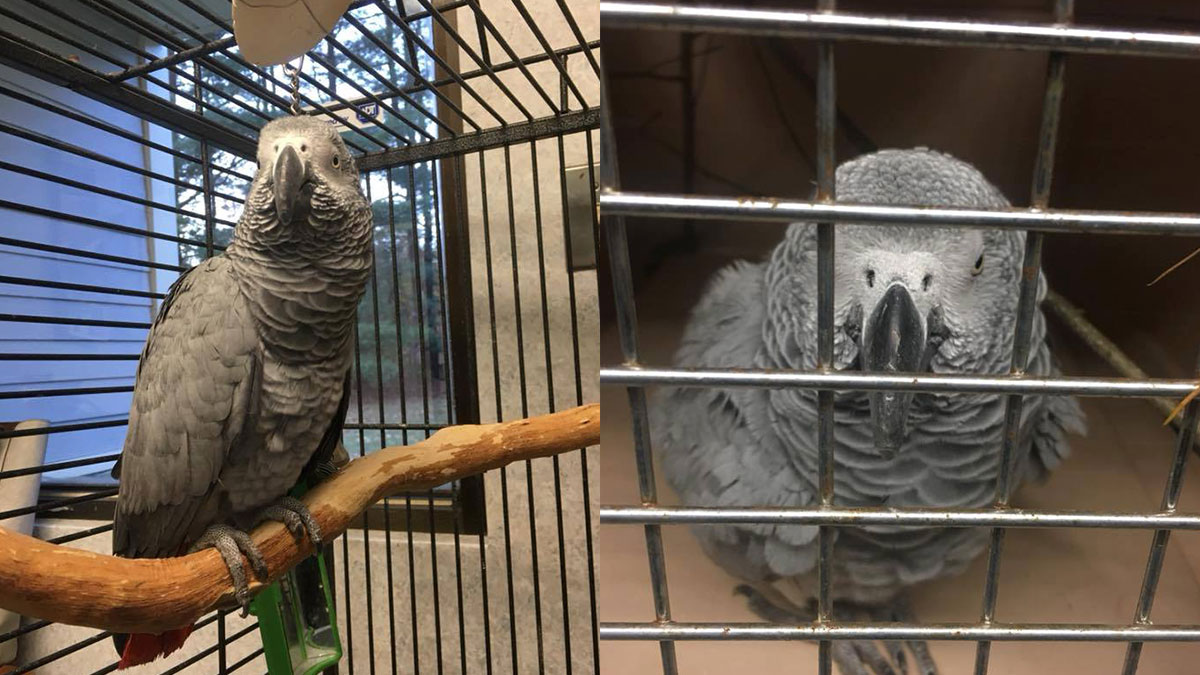 African Gray Parrot Found at Talcott Mountain State Park