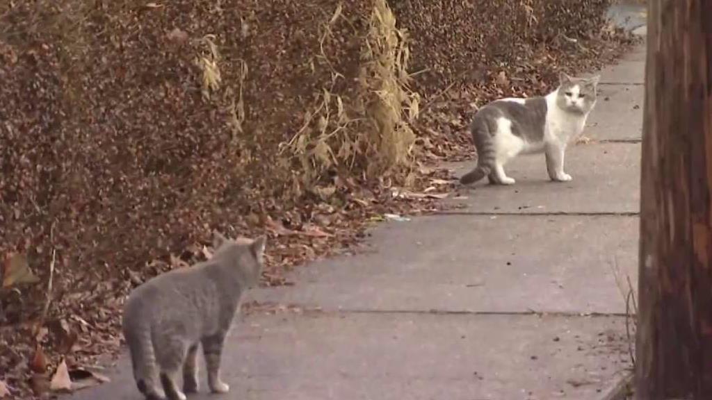 New Britain Officials to Put More Work Into Feral Cat Fine Proposal