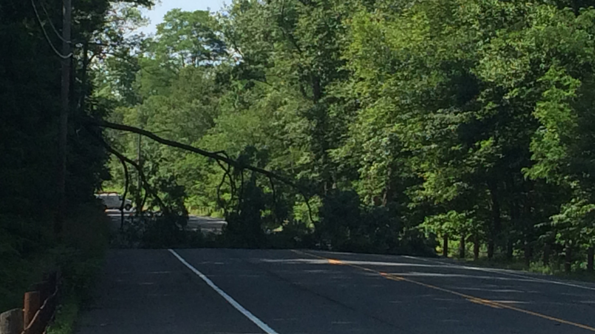 Road Reopened After Tree Comes Down on Route 4 in Farmington