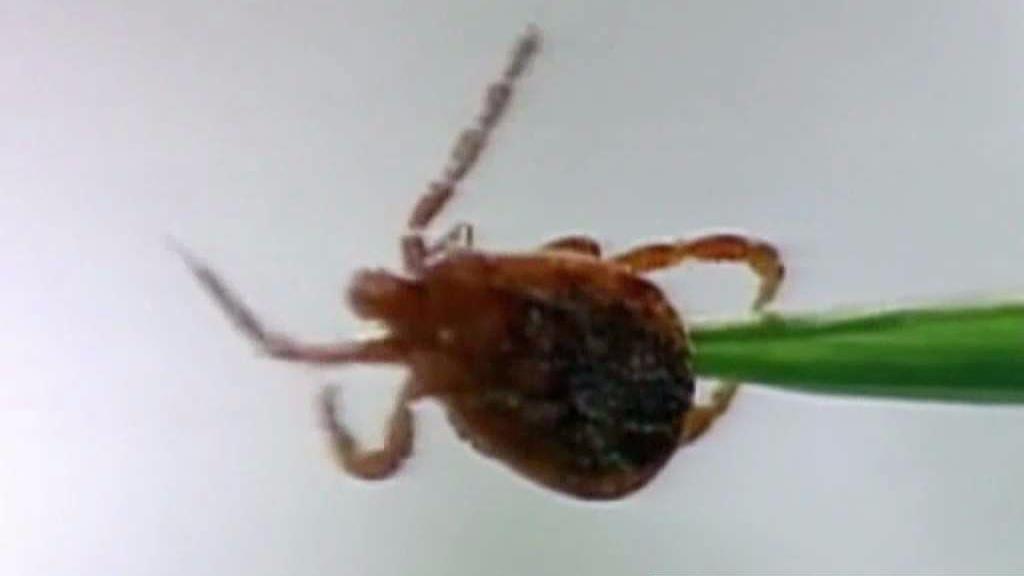 Researchers Report Peak Tick Season