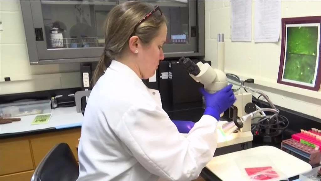 UConn Wants Ticks to Test for Disease, Research