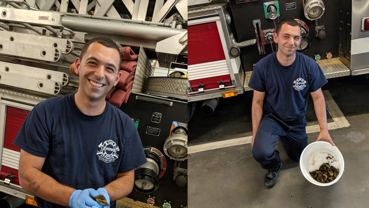 Firefighters Rescue Ducks on Interstate 95 in Westport