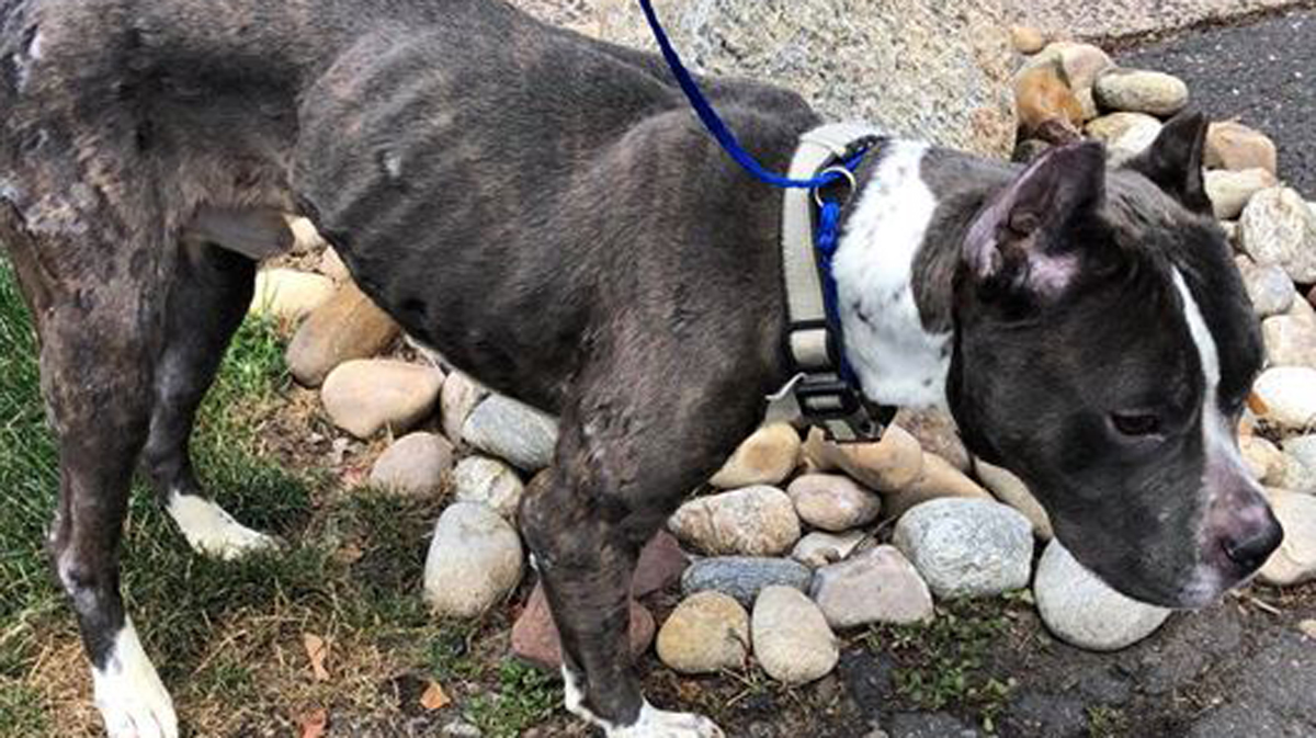 Dog Thrown From SUV in Windsor