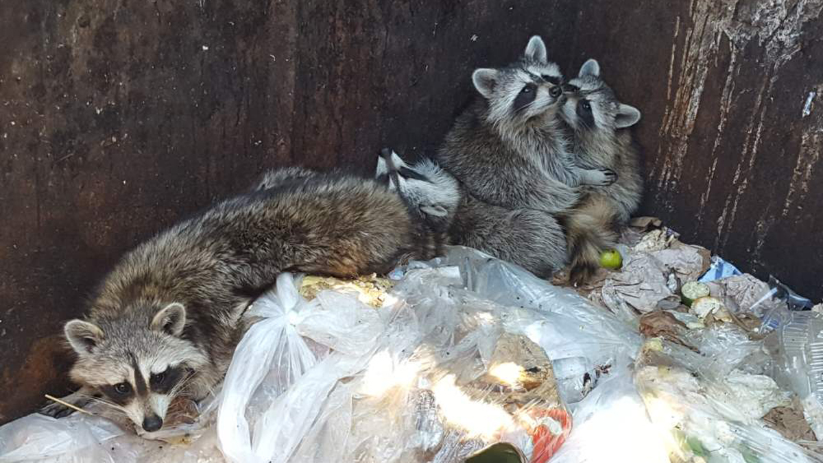 Dumpster-Diving Raccoons Rescued in West Hartford