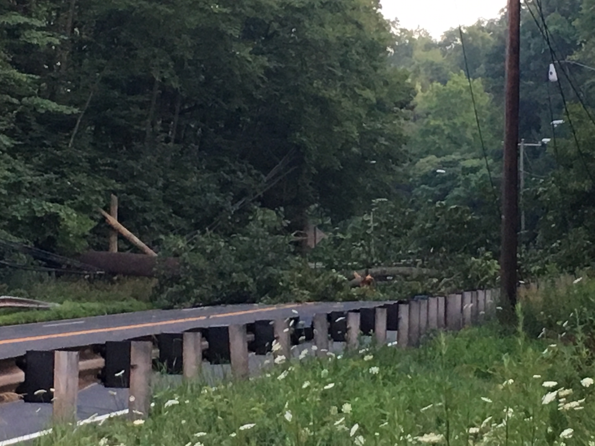 Downed Tree Shuts Down Route 44 in West Hartford