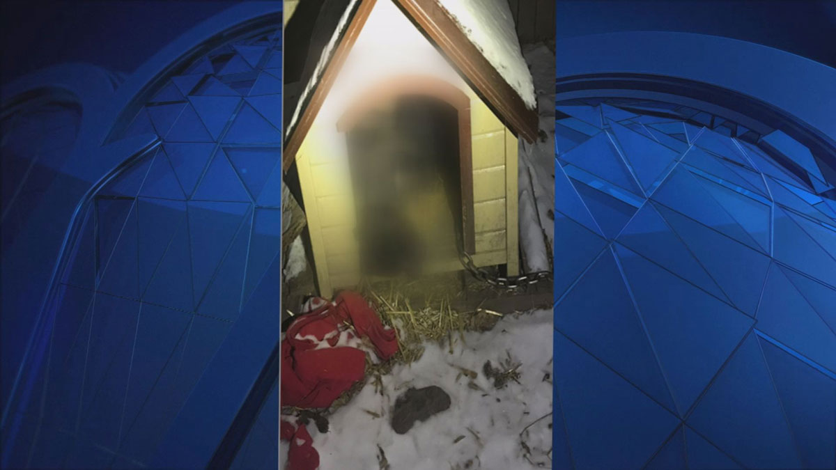 Dog Found Dead After Being Left Outside in Bitter Cold: PD