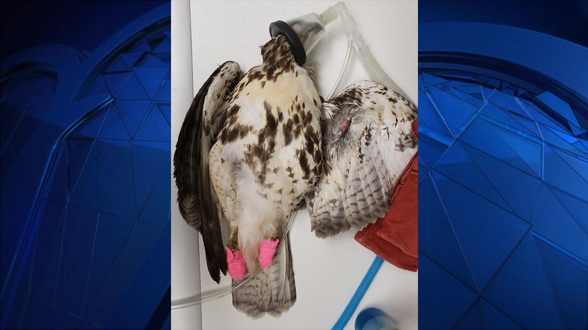 Red-Tailed Hawk Found Injured by Metal Pellet in Meriden