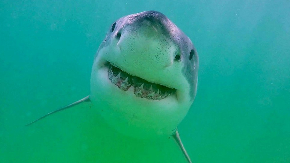Shark Spotted Near Swimmers Off Cape Cod Beach