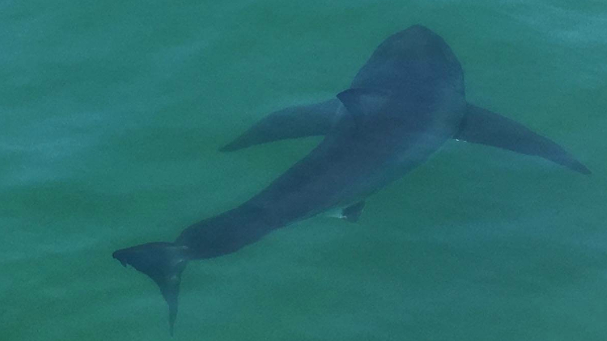 Beach Closed on Cape Cod Due to Great White Shark Sighting