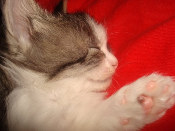 Your International Cat Day Photos