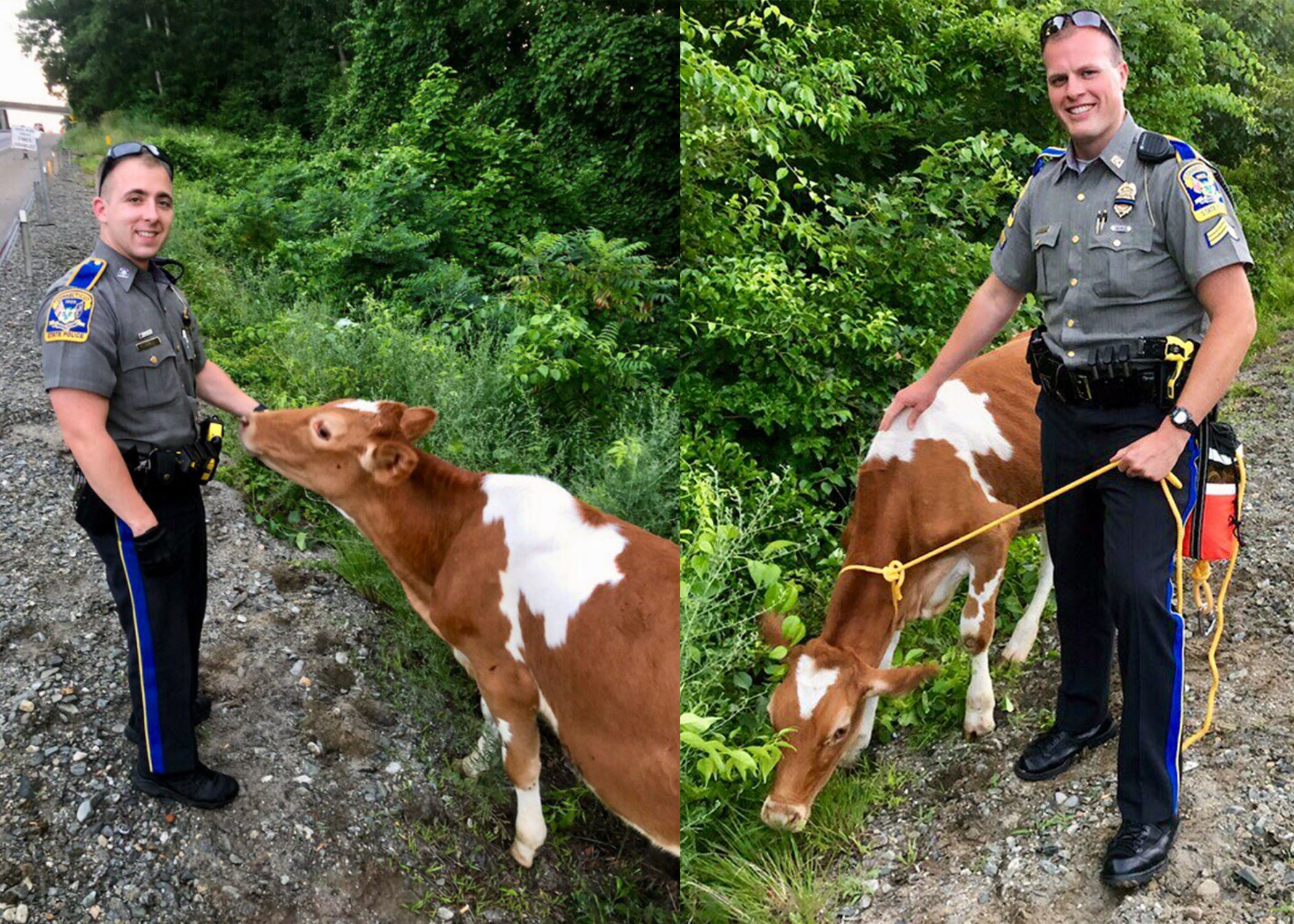 Troopers Rescue Cows From Along I-395 in Griswold